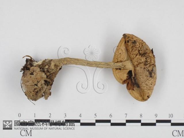 登錄號:F0024338藏品圖，第3張