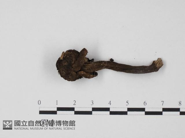 登錄號:F0004338藏品圖，第3張