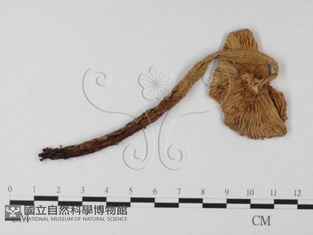 登錄號:F0002338藏品圖，第3張