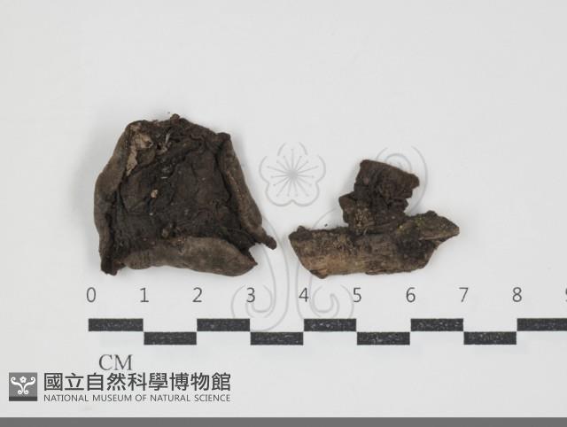 登錄號:F0032338藏品圖，第3張