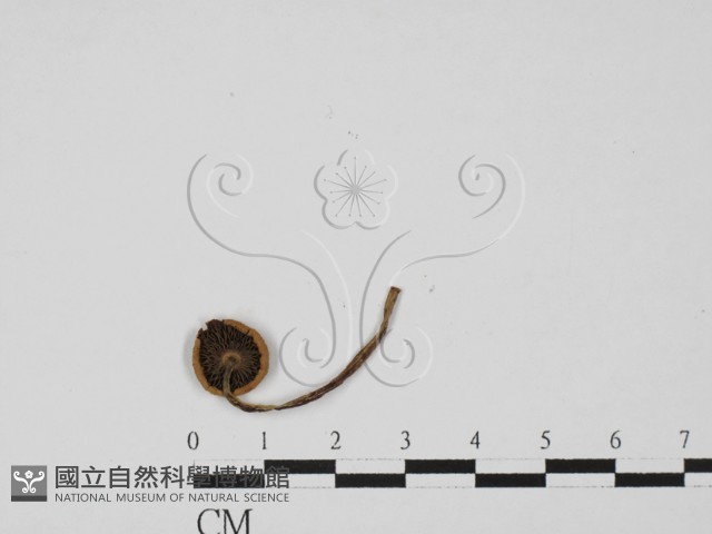 登錄號:F0027338藏品圖，第3張
