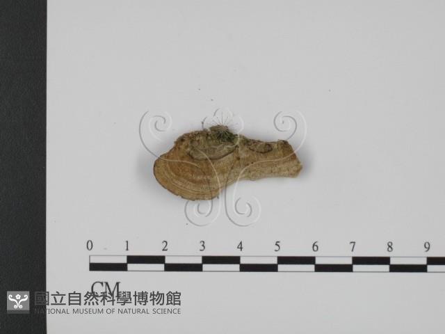 登錄號:F0007338藏品圖，第3張