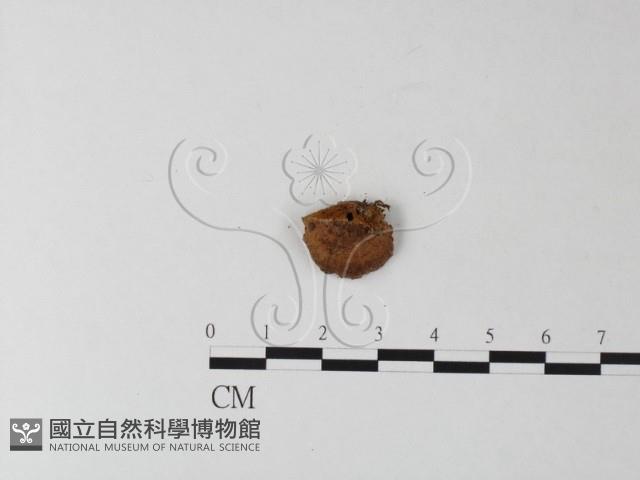 纖孔菌屬藏品圖，第3張