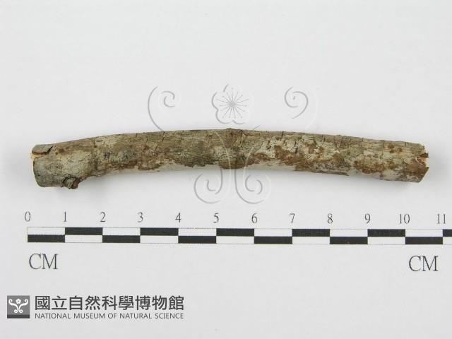 筍殼菌屬藏品圖，第3張