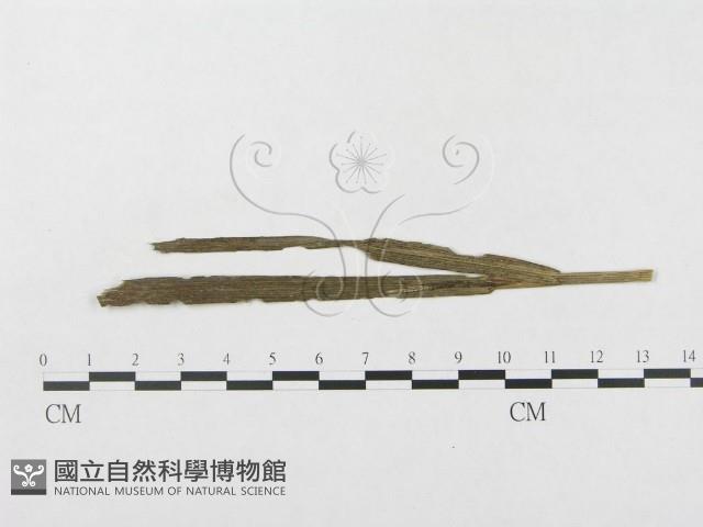 登錄號:F0019338藏品圖，第1張