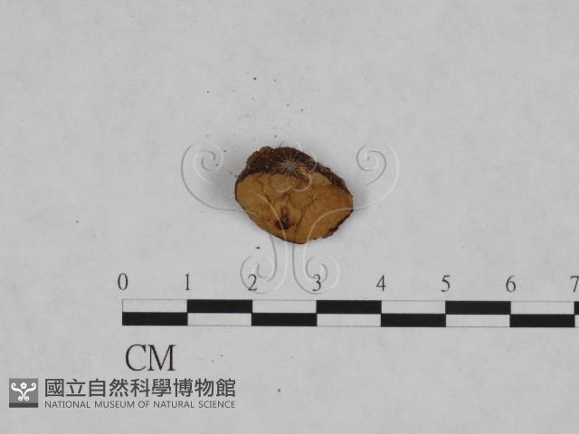 頭狀禿馬勃藏品圖，第3張