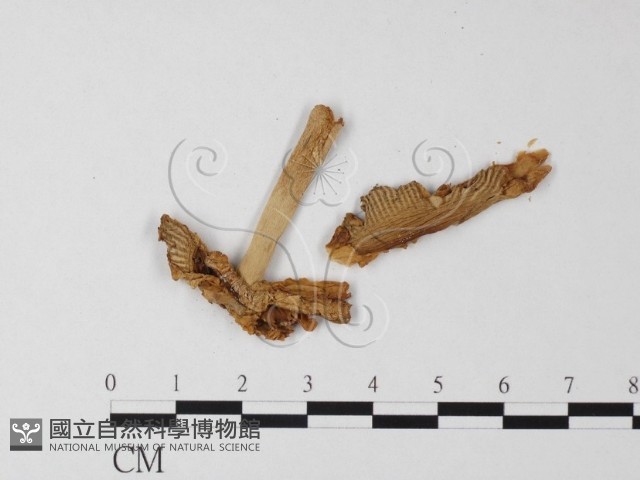 登錄號:F0003338藏品圖，第3張
