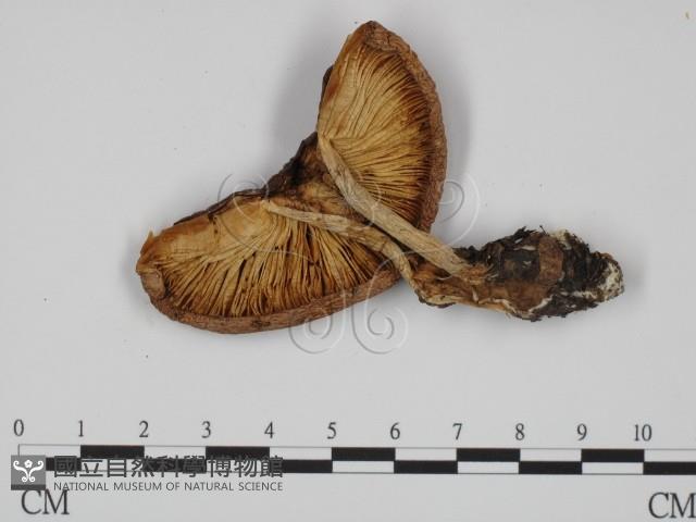 登錄號:F0008278藏品圖，第3張