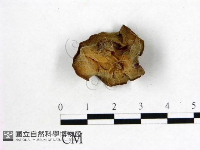 登錄號:F0010278藏品圖，第3張