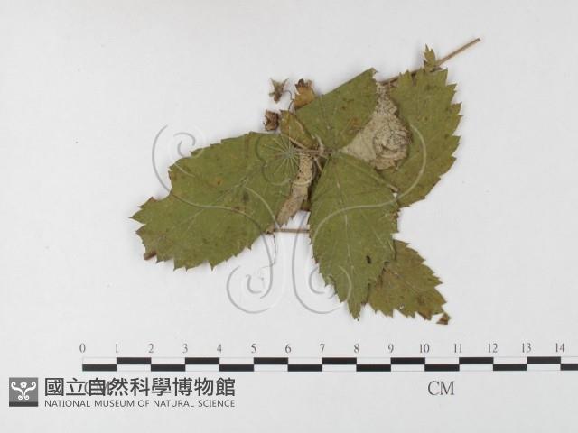 登錄號:F0026278藏品圖，第1張