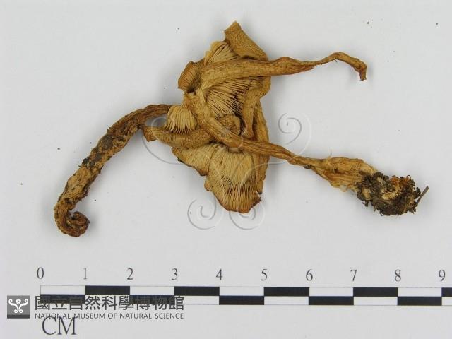 登錄號:F0016278藏品圖，第3張