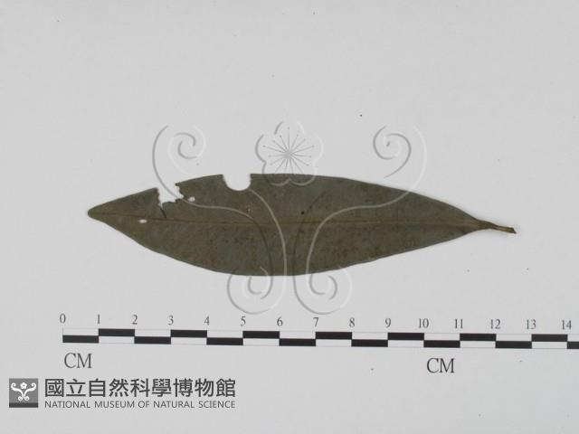 登錄號:F0021278藏品圖，第3張