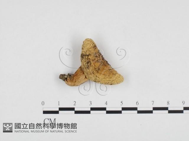 登錄號:F0024278藏品圖，第3張
