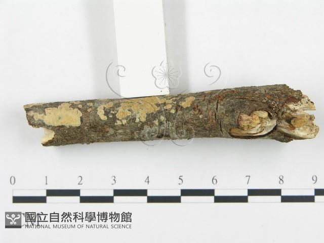 登錄號:F0004278藏品圖，第3張