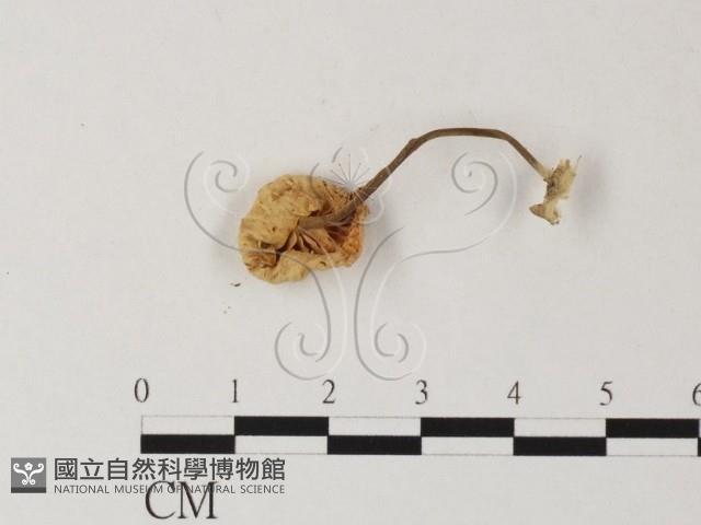 小皮傘屬藏品圖，第3張