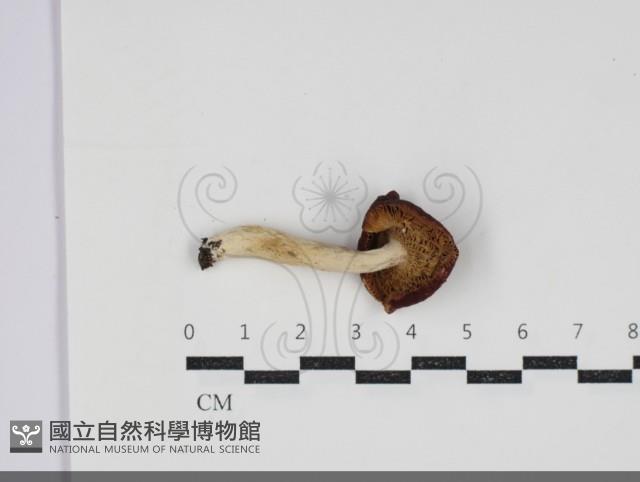 登錄號:F0034278藏品圖，第3張