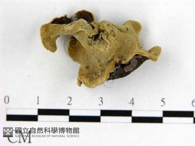 毛木耳藏品圖，第3張