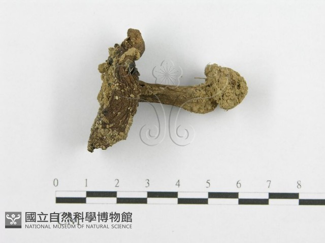 登錄號:F0002278藏品圖，第3張