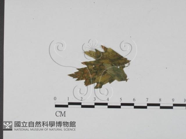 登錄號:F0012278藏品圖，第3張