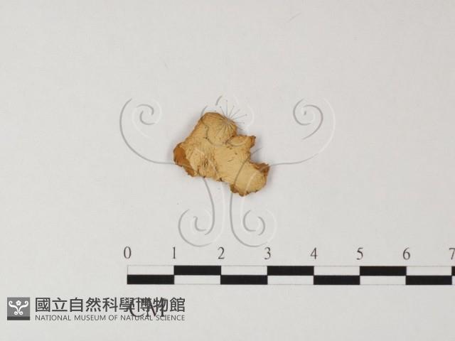 登錄號:F0005278藏品圖，第3張