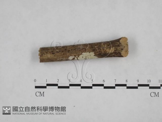 登錄號:F0009278藏品圖，第3張