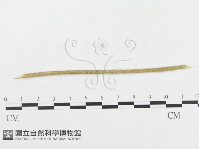 登錄號:F0019278藏品圖，第1張