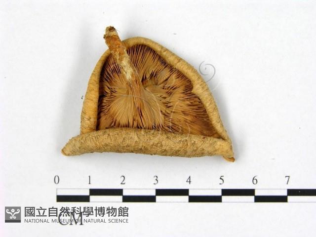 登錄號:F0003278藏品圖，第3張