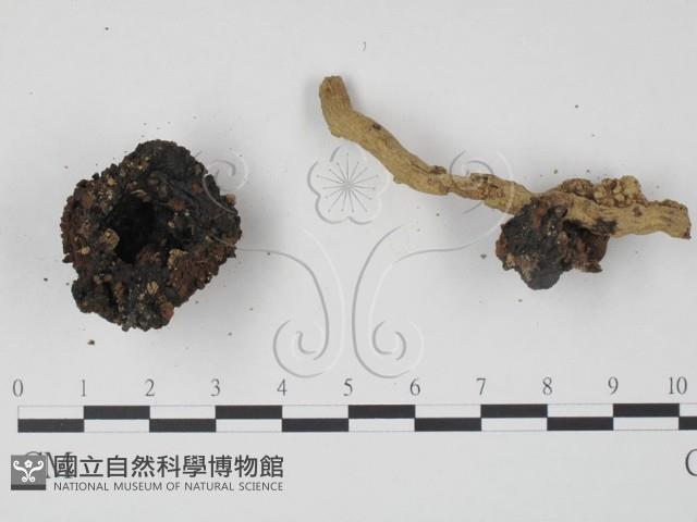 登錄號:F0013278藏品圖，第3張