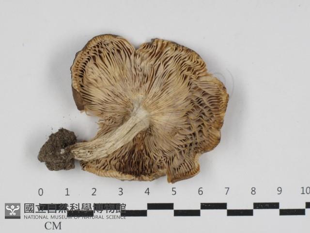 紅菇屬藏品圖，第3張