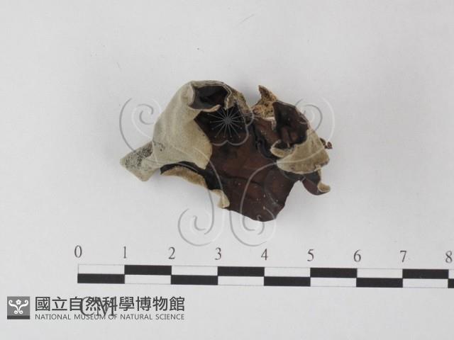 毛木耳藏品圖，第3張