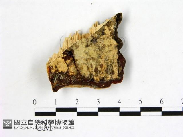 登錄號:F0006878藏品圖，第3張