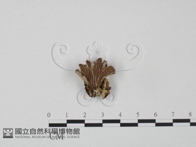 裂褶菌藏品圖，第3張