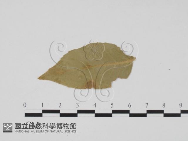 登錄號:F0011878藏品圖，第3張