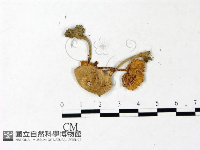 登錄號:F0022878藏品圖，第3張