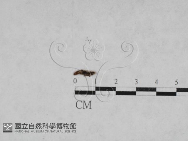 登錄號:F0027878藏品圖，第1張