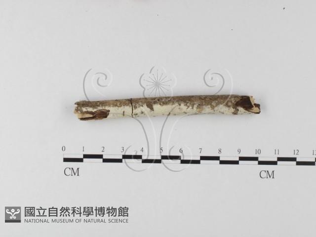 登錄號:F0007878藏品圖，第3張