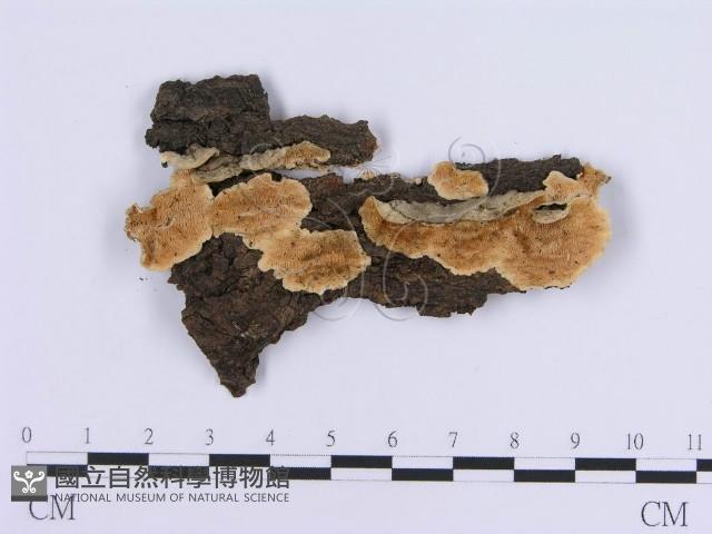 登錄號:F0017878藏品圖，第1張