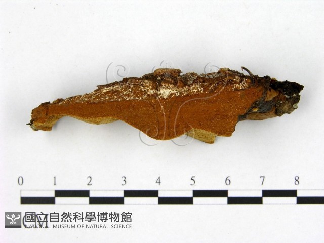 登錄號:F0005878藏品圖，第3張