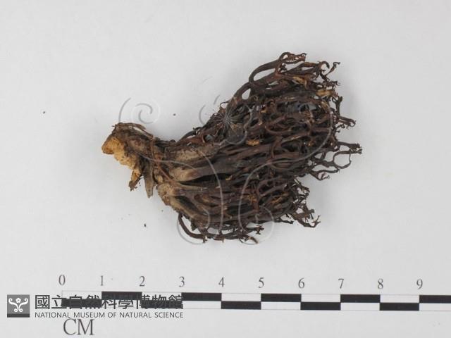 登錄號:F0015878藏品圖，第3張