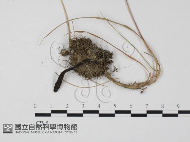 登錄號:F0009878藏品圖，第3張