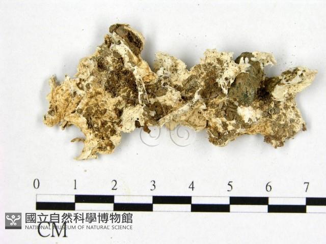 登錄號:F0019878藏品圖，第3張