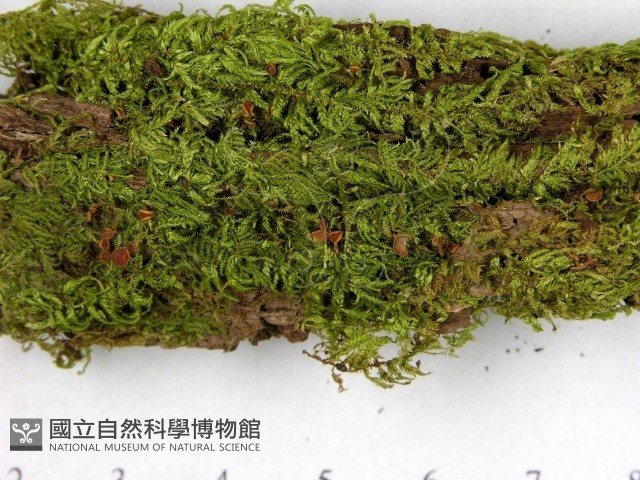 登錄號:F0013878藏品圖，第3張