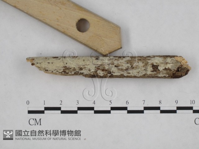 登錄號:F0008978藏品圖，第3張