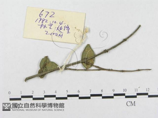 登錄號:F0018978藏品圖，第1張