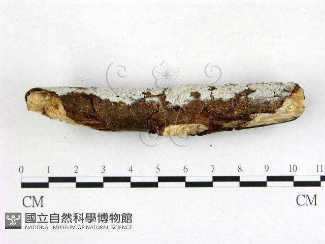 登錄號:F0020978藏品圖，第3張