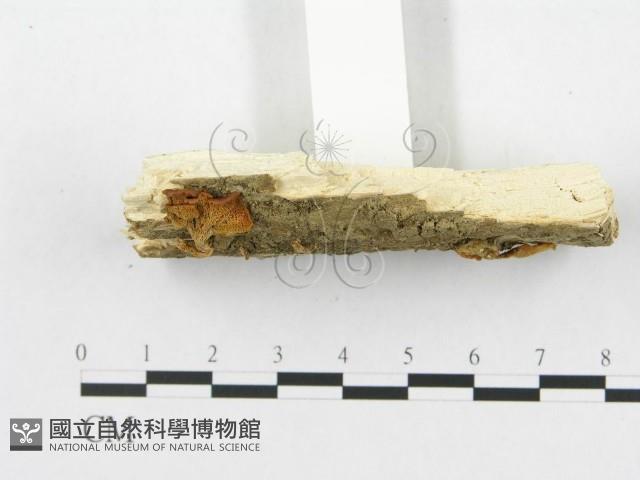 登錄號:F0010978藏品圖，第3張