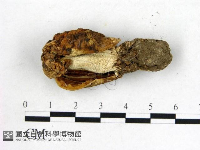 登錄號:F0021978藏品圖，第3張