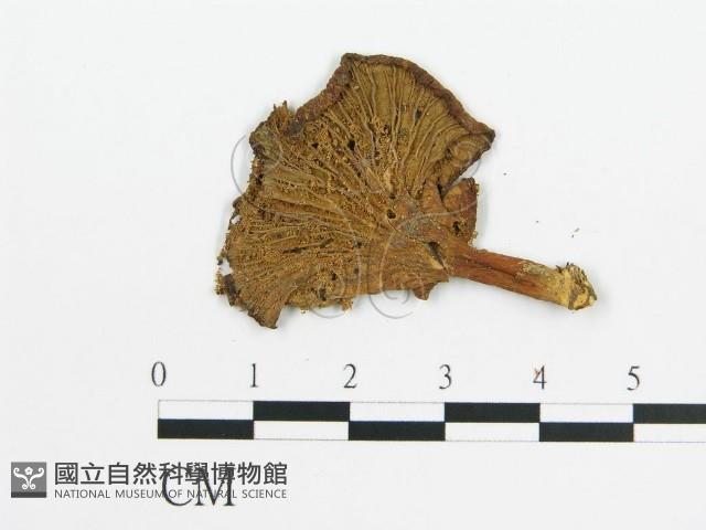 登錄號:F0011978藏品圖，第1張