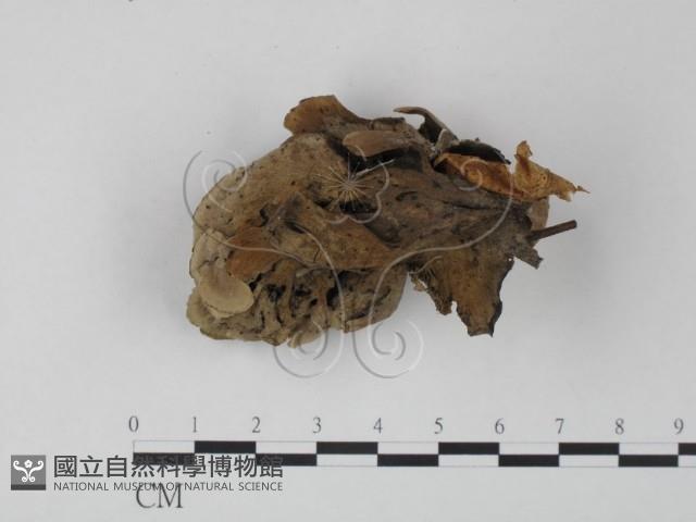 棕色革菌藏品圖，第3張