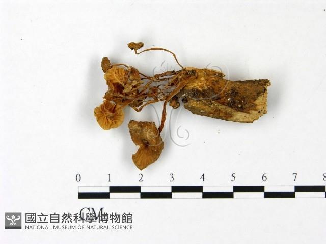 登錄號:F0022978藏品圖，第3張